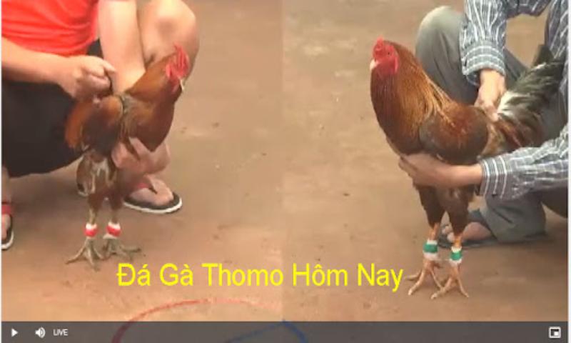 Định nghĩa đá gà trực tiếp Thomo là gì